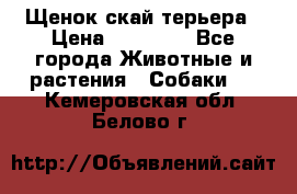 Щенок скай терьера › Цена ­ 20 000 - Все города Животные и растения » Собаки   . Кемеровская обл.,Белово г.